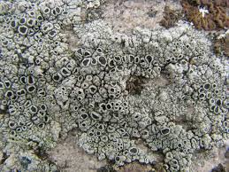 Attēlu rezultāti vaicājumam “Hertelidea botryosa”