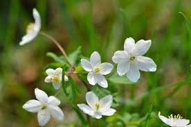 Attēlu rezultāti vaicājumam “Isopyrum thalictroides flower”