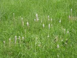 Attēlu rezultāti vaicājumam “Plantago media”