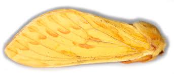 Attēlu rezultāti vaicājumam “Hepialus humuli female”