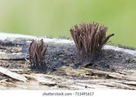 Attēlu rezultāti vaicājumam “Stemonitis axifera stalked”