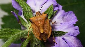 Attēlu rezultāti vaicājumam “Carpocoris sp. nymph”