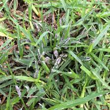 Attēlu rezultāti vaicājumam “Physarum cinereum spores”