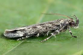 Attēlu rezultāti vaicājumam “Gelechia rhombella”