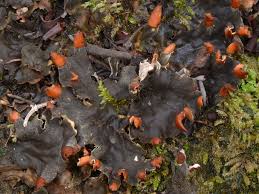 Attēlu rezultāti vaicājumam “Peltigera polydactylon”