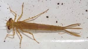 Attēlu rezultāti vaicājumam “Coenagrionidae”