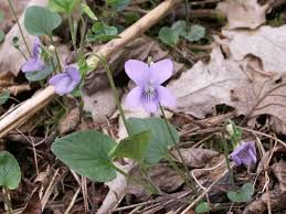 Attēlu rezultāti vaicājumam “Viola canina”