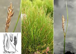 Attēlu rezultāti vaicājumam “Blysmus compressus”