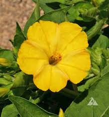 Image result for Mirabilis jalapa