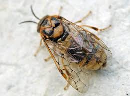 Attēlu rezultāti vaicājumam “Diprion pini male”