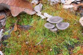 Attēlu rezultāti vaicājumam “Cantharellula umbonata”