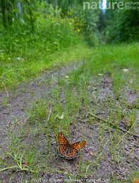 Attēlu rezultāti vaicājumam “Euphydryas maturna”