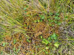 Attēlu rezultāti vaicājumam “Sphagnum teres”