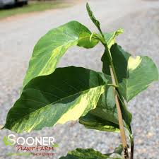 Attēlu rezultāti vaicājumam “Magnolia acuminata leaf”