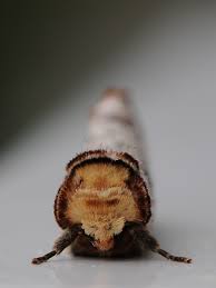 Attēlu rezultāti vaicājumam “Phalera bucephala”