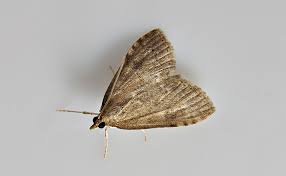 Attēlu rezultāti vaicājumam “Udea prunalis”