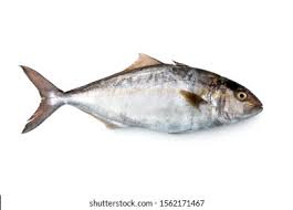 Image result for Seriola dumerili