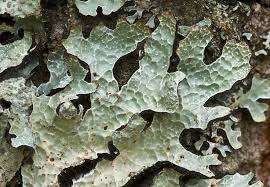 Attēlu rezultāti vaicājumam “Parmelia serrana”