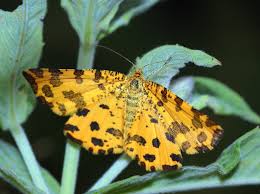 Attēlu rezultāti vaicājumam “Pseudopanthera macularia”