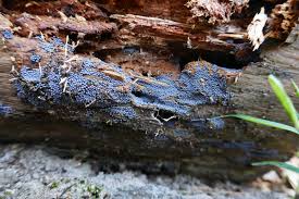 Attēlu rezultāti vaicājumam “Cribraria cancellata var. fusca”