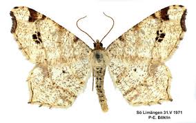 Attēlu rezultāti vaicājumam “Macaria notata”