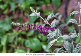 Attēlu rezultāti vaicājumam “Elymus caninus fruit”