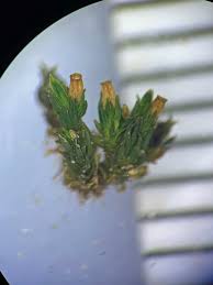 Attēlu rezultāti vaicājumam “Orthotrichum pumilum”