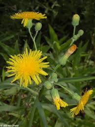 Attēlu rezultāti vaicājumam “Sonchus arvensis subsp. uliginosus flower”