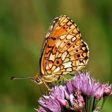 Attēlu rezultāti vaicājumam “Clossiana selene underside”