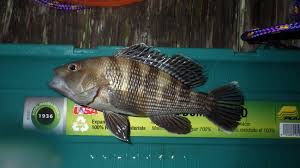 Image result for Centropristis striata