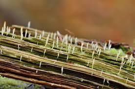 Attēlu rezultāti vaicājumam “Multiclavula mucida”