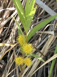 Attēlu rezultāti vaicājumam “Lysimachia thyrsiflora leaf”