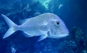 Image result for Calamus bajonado