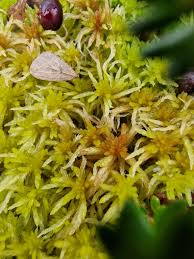 Attēlu rezultāti vaicājumam “Sphagnum girgensohnii”