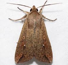 Attēlu rezultāti vaicājumam “Mythimna sp.”