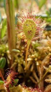 Attēlu rezultāti vaicājumam “Drosera x obovata”