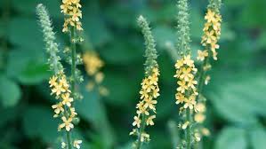 Attēlu rezultāti vaicājumam “Agrimonia eupatoria”