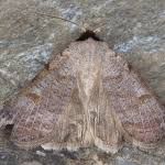 Attēlu rezultāti vaicājumam “Lygephila viciae”