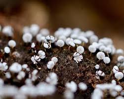 Attēlu rezultāti vaicājumam “Physaraceae”