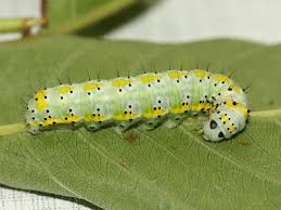 Attēlu rezultāti vaicājumam “Diloba caeruleocephala”