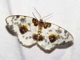 Attēlu rezultāti vaicājumam “Abraxas sylvata”