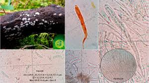 Attēlu rezultāti vaicājumam “Propolis farinosa”