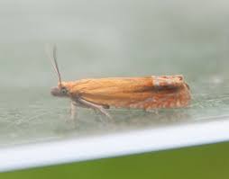 Attēlu rezultāti vaicājumam “Lathronympha strigana”