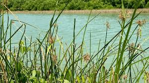 Attēlu rezultāti vaicājumam “Cladium mariscus”