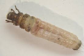 Attēlu rezultāti vaicājumam “Chaetopteryx villosa”