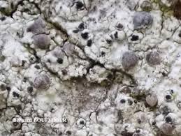 Attēlu rezultāti vaicājumam “Cliostomum corrugatum”