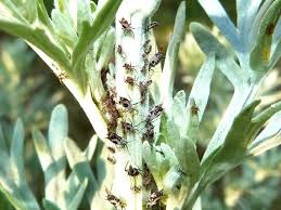 Attēlu rezultāti vaicājumam “Macrosiphoniella absinthii”