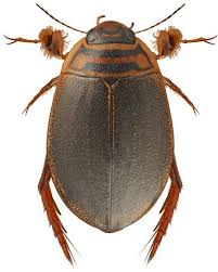 Attēlu rezultāti vaicājumam “Acilius sulcatus male”