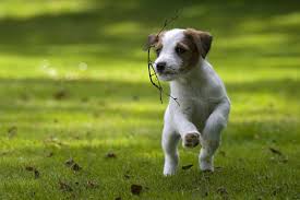 Image result for apupy