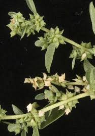 Attēlu rezultāti vaicājumam “Atriplex calotheca flower”